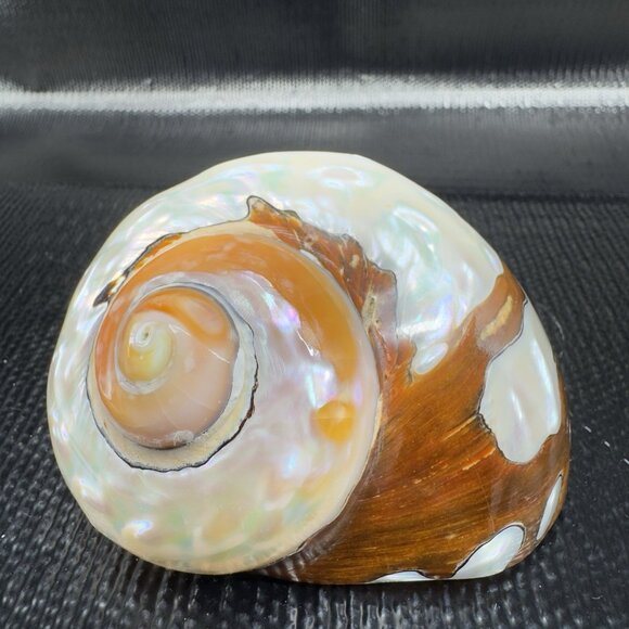 Natural Abalone Shell Iridescent Smooth African Turban Seashell Turbo Sarmaticus - Picture 1 of 13